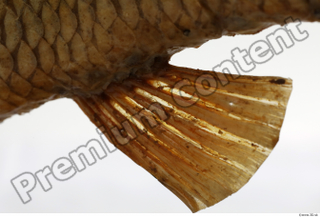 Common chub Squalius cephalus belly fin 0008.jpg